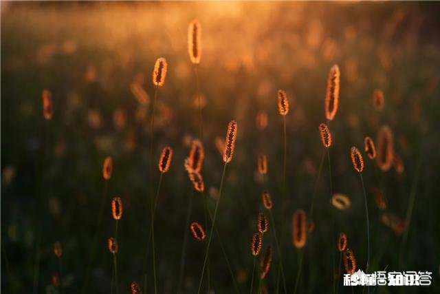 摄影怎么拍草,能够显得很好看