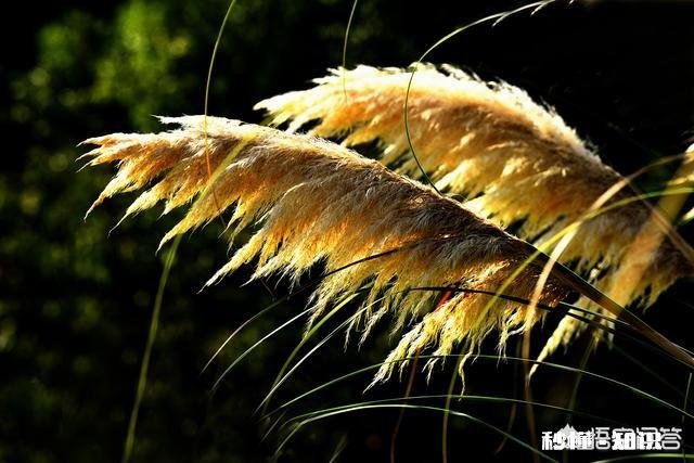 摄影怎么拍草,能够显得很好看