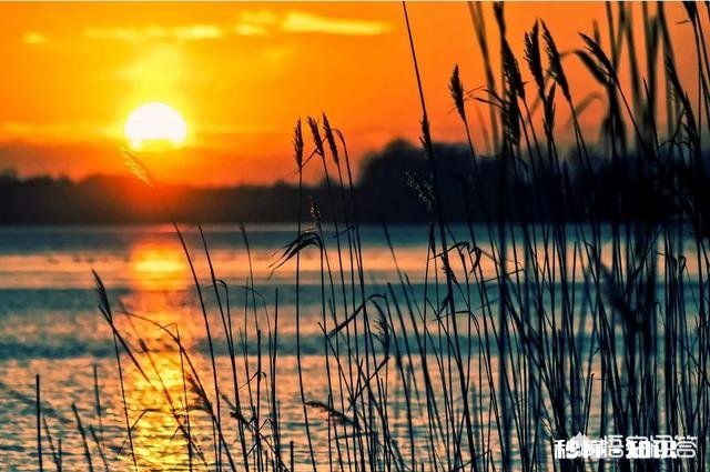 摄影怎么拍草,能够显得很好看