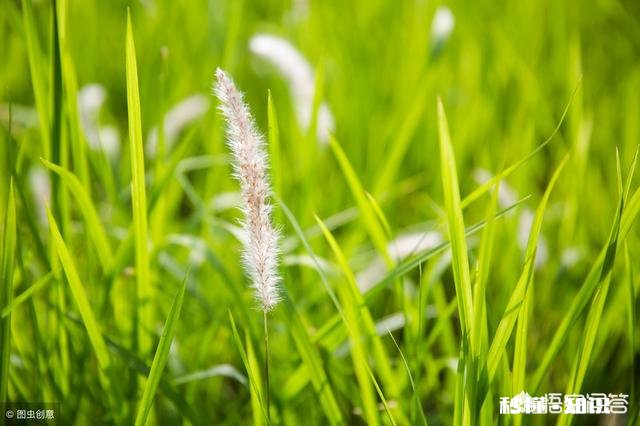 摄影怎么拍草,能够显得很好看