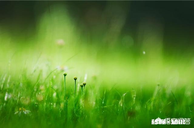摄影怎么拍草,能够显得很好看
