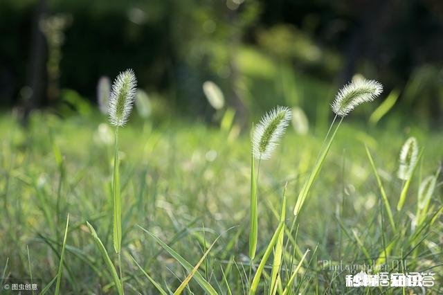 摄影怎么拍草,能够显得很好看