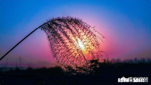 摄影怎么拍草,能够显得很好看