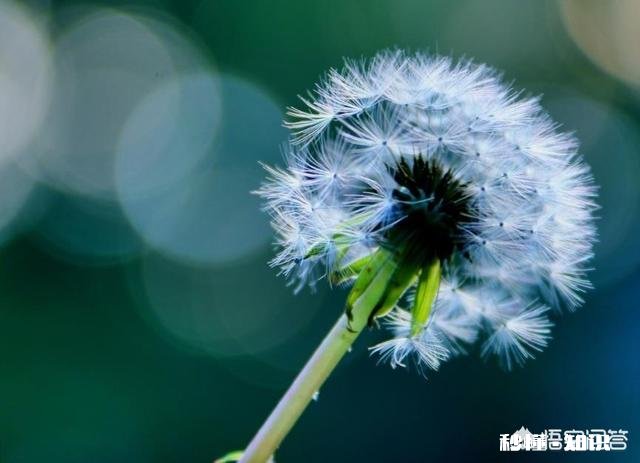摄影怎么拍草,能够显得很好看