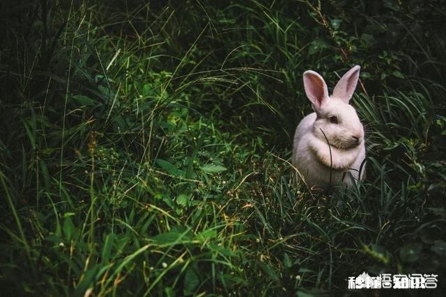 摄影怎么拍草,能够显得很好看