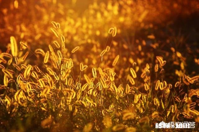 摄影怎么拍草,能够显得很好看