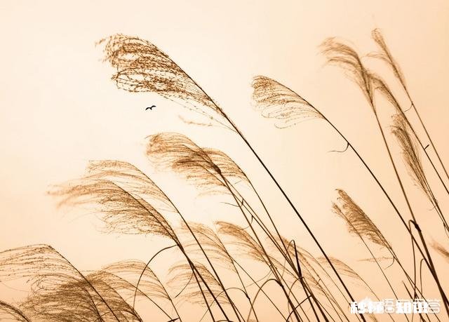 摄影怎么拍草,能够显得很好看