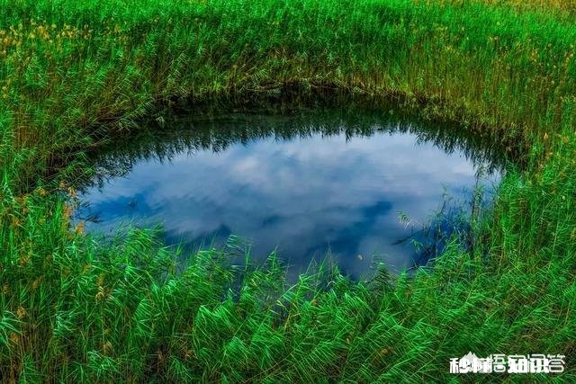 摄影怎么拍草,能够显得很好看