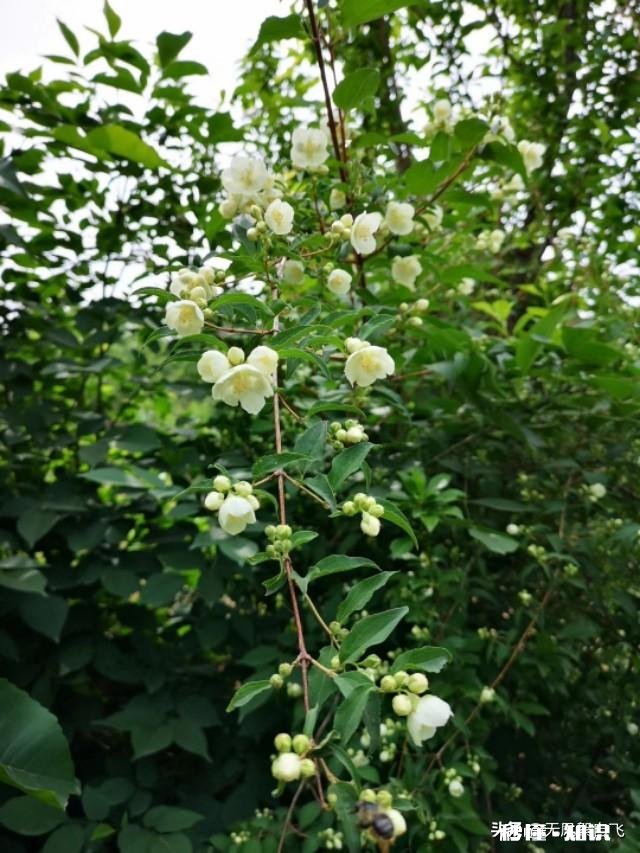 又到拍摄花儿的季节，如何利用花儿的美丽来抒发情感
