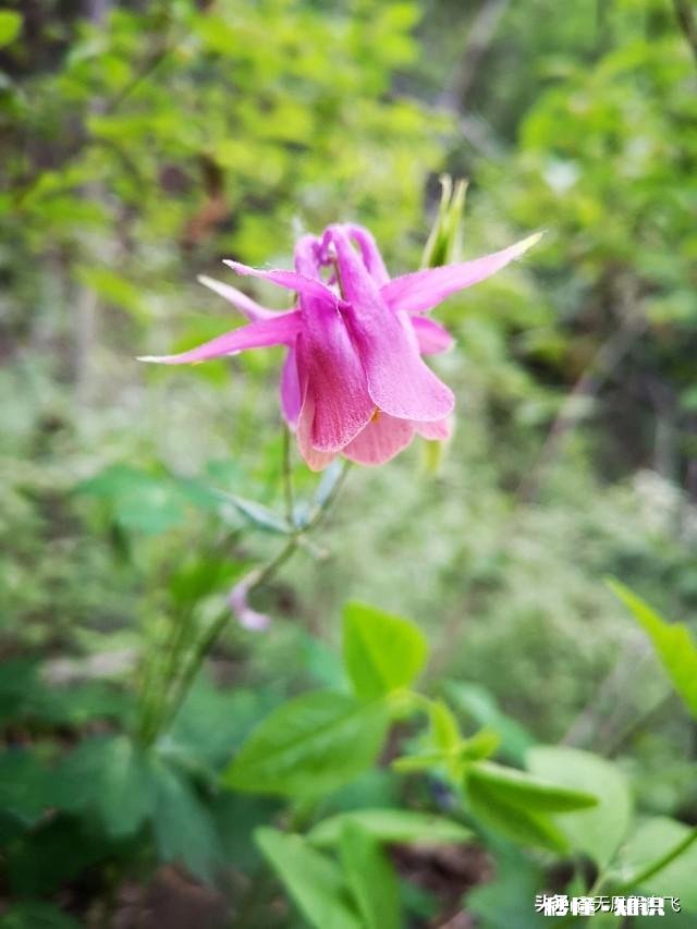 又到拍摄花儿的季节，如何利用花儿的美丽来抒发情感