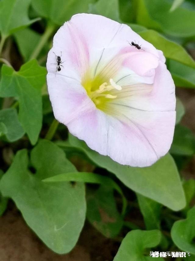 又到拍摄花儿的季节，如何利用花儿的美丽来抒发情感