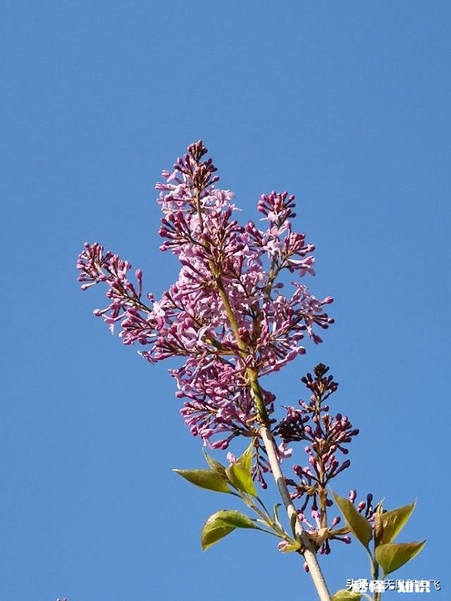 又到拍摄花儿的季节，如何利用花儿的美丽来抒发情感