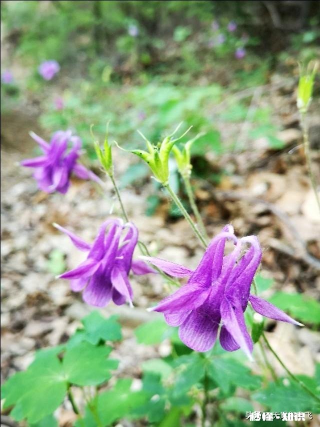 又到拍摄花儿的季节，如何利用花儿的美丽来抒发情感