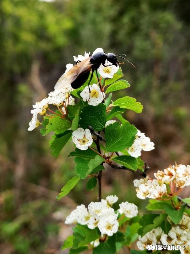 又到拍摄花儿的季节，如何利用花儿的美丽来抒发情感