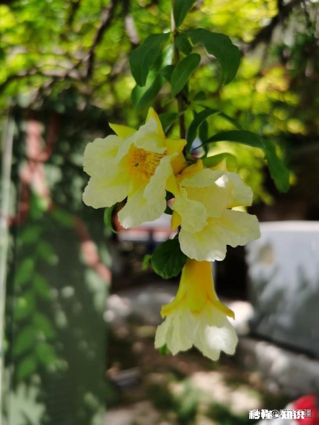 又到拍摄花儿的季节，如何利用花儿的美丽来抒发情感