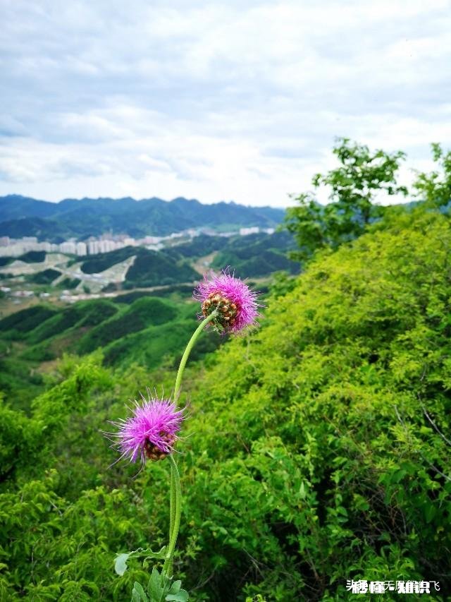 又到拍摄花儿的季节，如何利用花儿的美丽来抒发情感