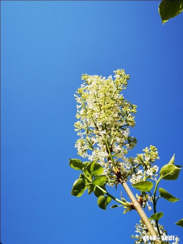 又到拍摄花儿的季节，如何利用花儿的美丽来抒发情感