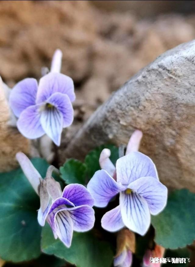 又到拍摄花儿的季节，如何利用花儿的美丽来抒发情感