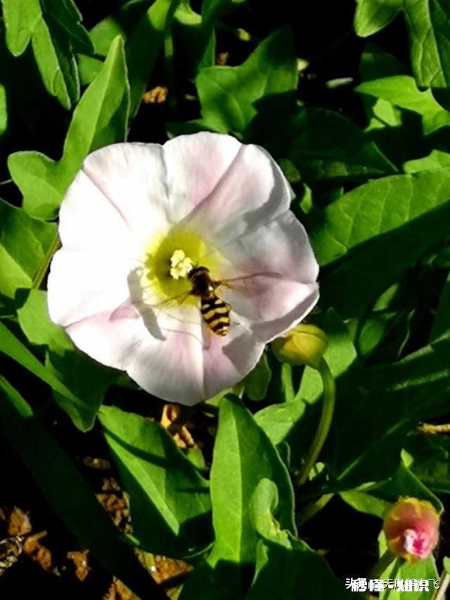 又到拍摄花儿的季节，如何利用花儿的美丽来抒发情感