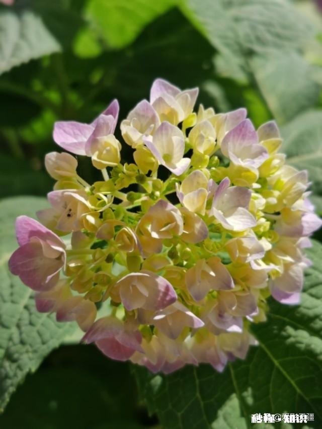 又到拍摄花儿的季节，如何利用花儿的美丽来抒发情感