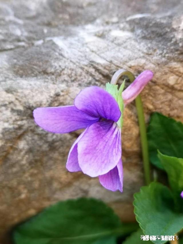 又到拍摄花儿的季节，如何利用花儿的美丽来抒发情感
