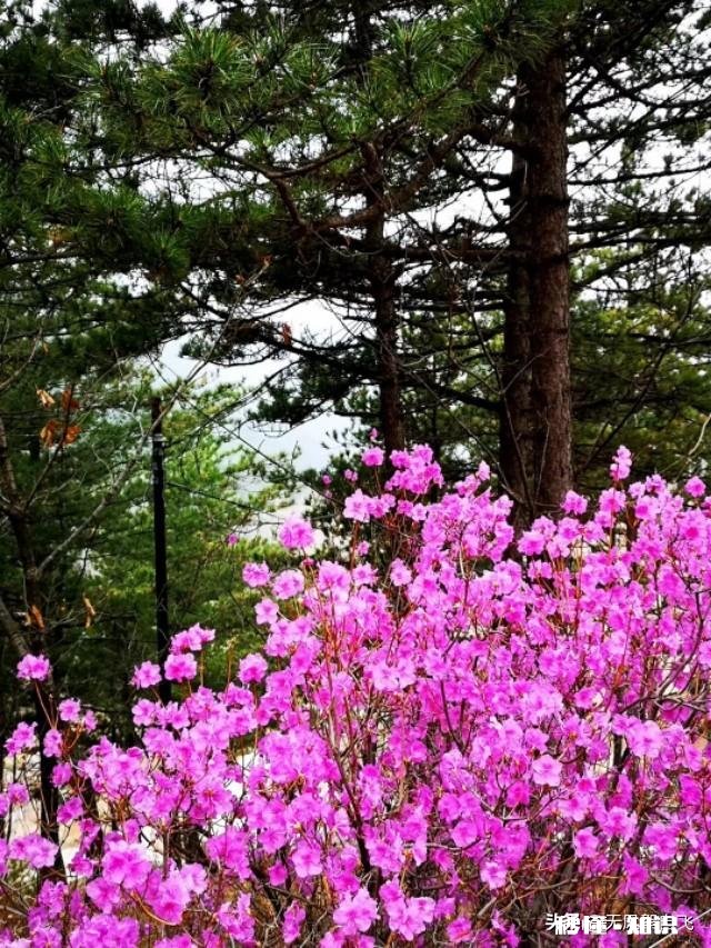 又到拍摄花儿的季节，如何利用花儿的美丽来抒发情感