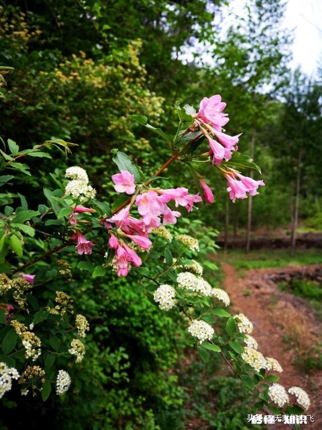 又到拍摄花儿的季节，如何利用花儿的美丽来抒发情感