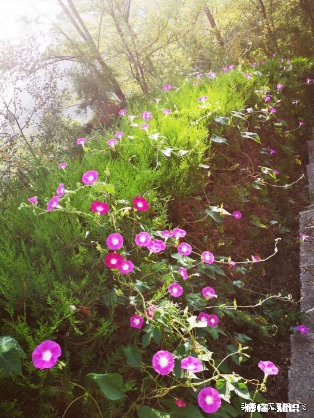 又到拍摄花儿的季节，如何利用花儿的美丽来抒发情感