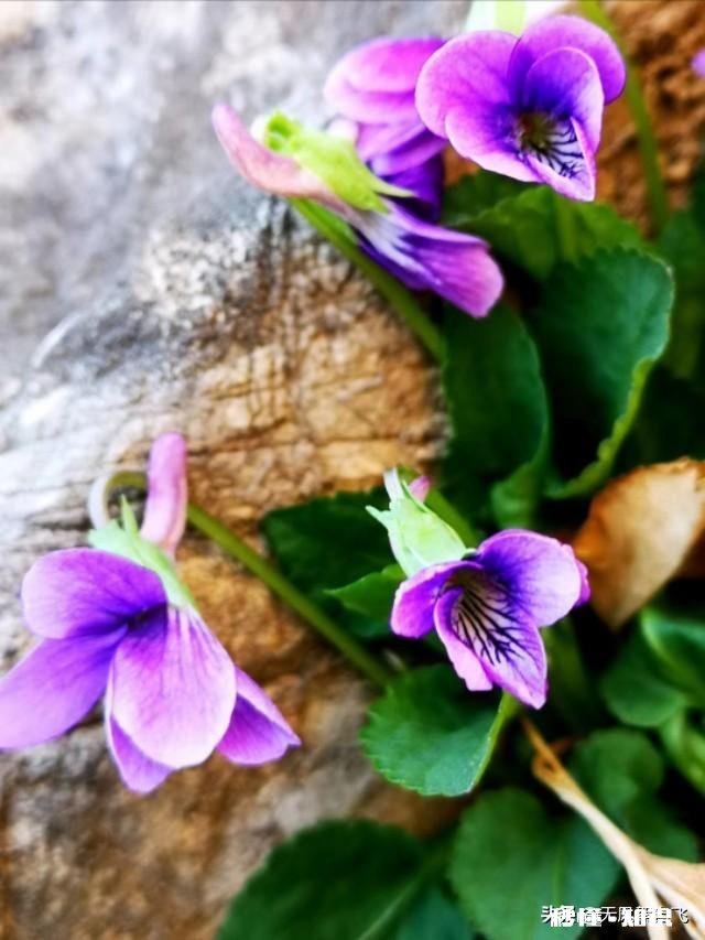 又到拍摄花儿的季节，如何利用花儿的美丽来抒发情感