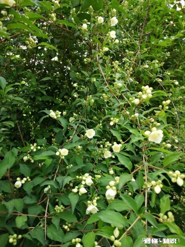 又到拍摄花儿的季节，如何利用花儿的美丽来抒发情感