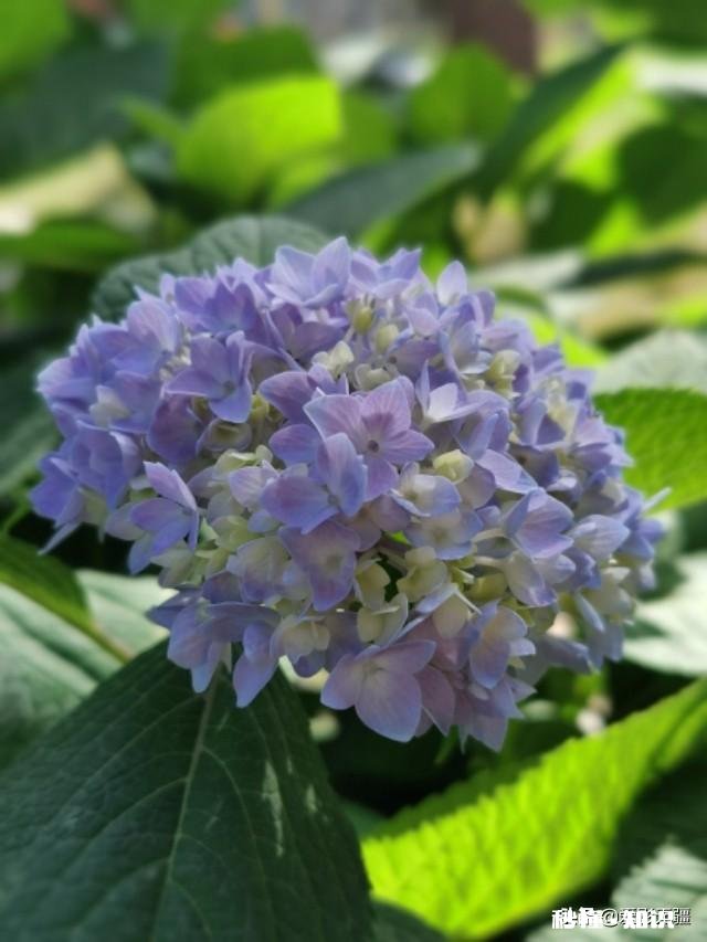 又到拍摄花儿的季节，如何利用花儿的美丽来抒发情感