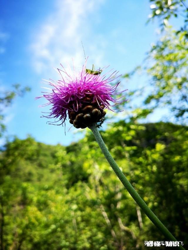 又到拍摄花儿的季节，如何利用花儿的美丽来抒发情感