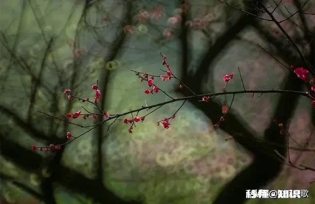 又到拍摄花儿的季节，如何利用花儿的美丽来抒发情感