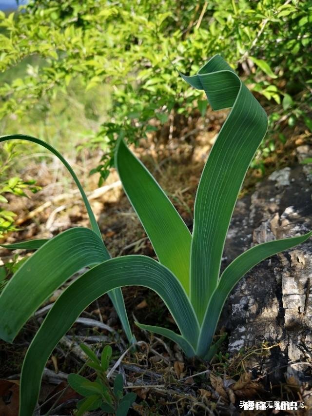 又到拍摄花儿的季节，如何利用花儿的美丽来抒发情感