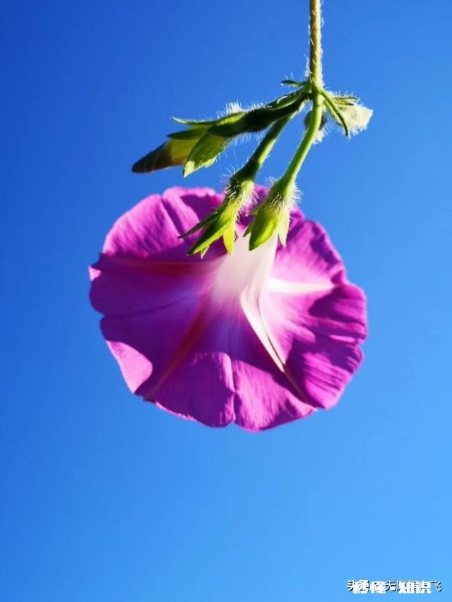 又到拍摄花儿的季节，如何利用花儿的美丽来抒发情感