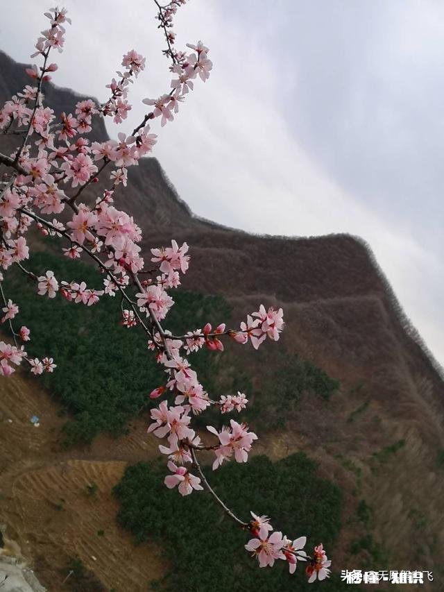 又到拍摄花儿的季节，如何利用花儿的美丽来抒发情感