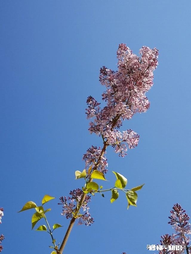 又到拍摄花儿的季节，如何利用花儿的美丽来抒发情感