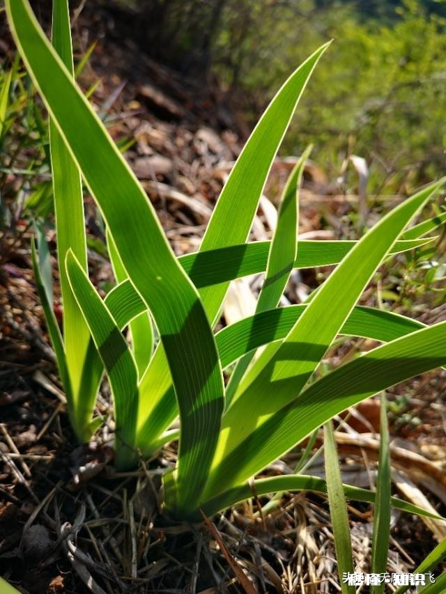 又到拍摄花儿的季节，如何利用花儿的美丽来抒发情感