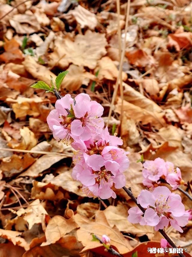 又到拍摄花儿的季节，如何利用花儿的美丽来抒发情感