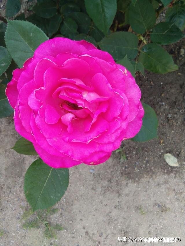 又到拍摄花儿的季节，如何利用花儿的美丽来抒发情感