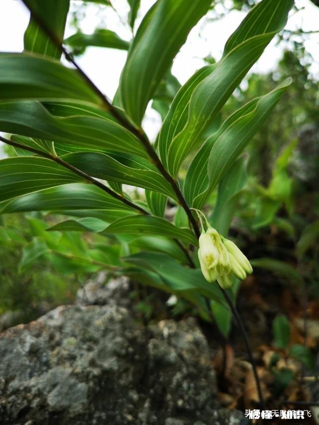 又到拍摄花儿的季节，如何利用花儿的美丽来抒发情感