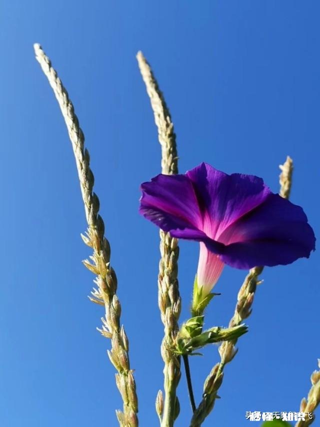 又到拍摄花儿的季节，如何利用花儿的美丽来抒发情感