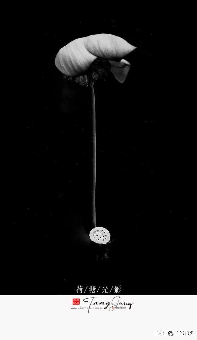 又到拍摄花儿的季节，如何利用花儿的美丽来抒发情感