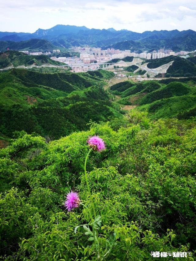 又到拍摄花儿的季节，如何利用花儿的美丽来抒发情感