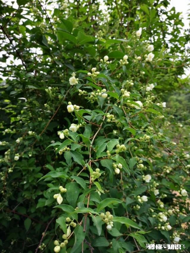 又到拍摄花儿的季节，如何利用花儿的美丽来抒发情感