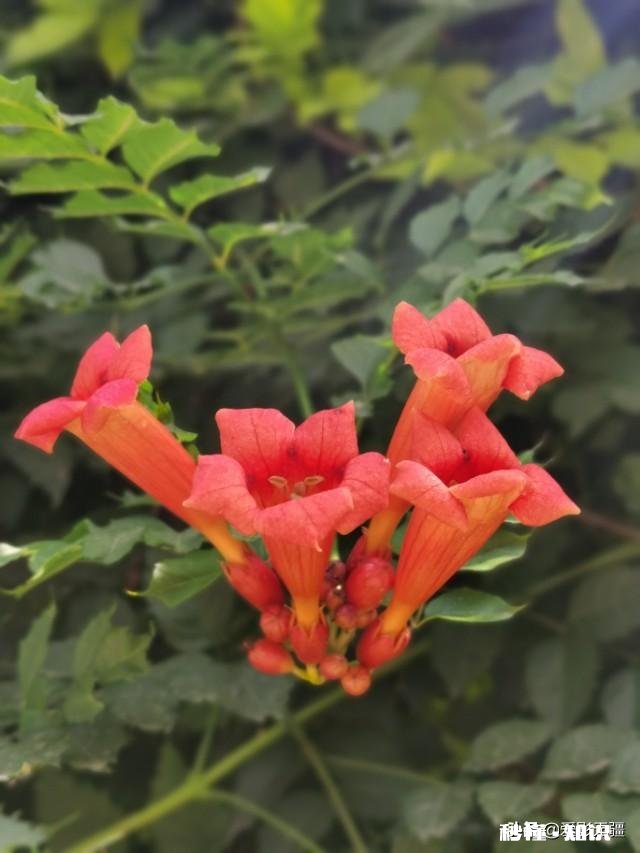 又到拍摄花儿的季节，如何利用花儿的美丽来抒发情感