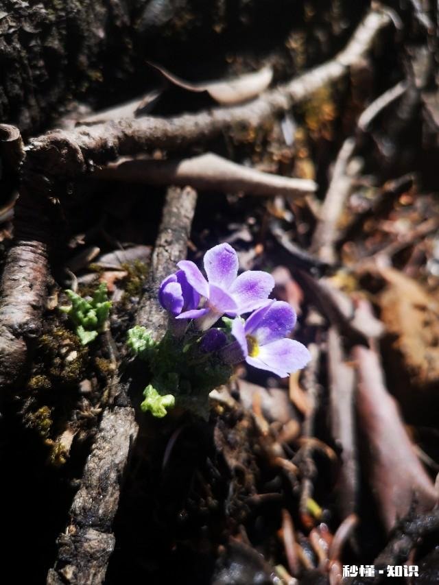 又到拍摄花儿的季节，如何利用花儿的美丽来抒发情感
