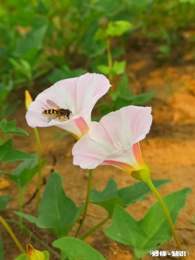 又到拍摄花儿的季节，如何利用花儿的美丽来抒发情感