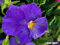 又到拍摄花儿的季节，如何利用花儿的美丽来抒发情感