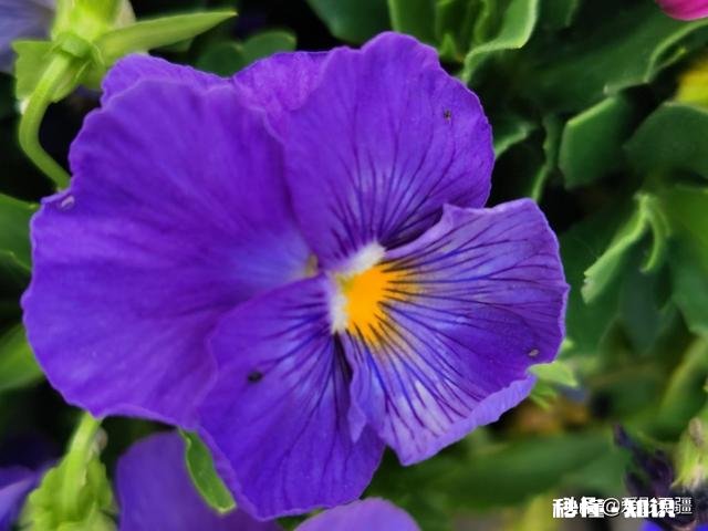 又到拍摄花儿的季节，如何利用花儿的美丽来抒发情感